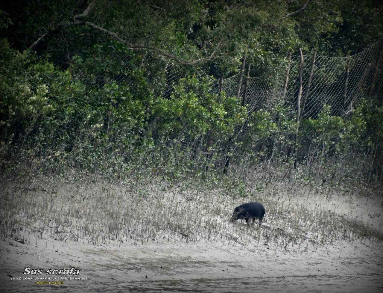 Excursion to Jharkhali Sundarbans